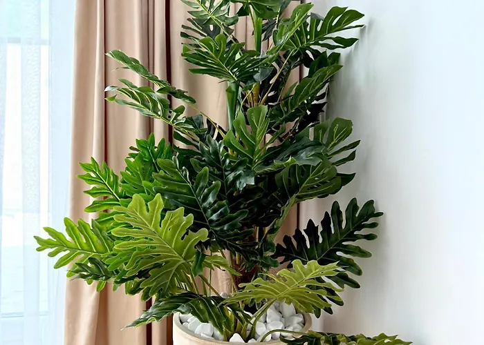 Nardin カヴァルナ